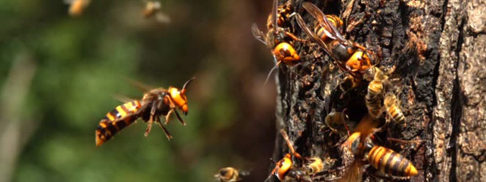 Nine Hospitalized After Wasp Attack In Madolsima